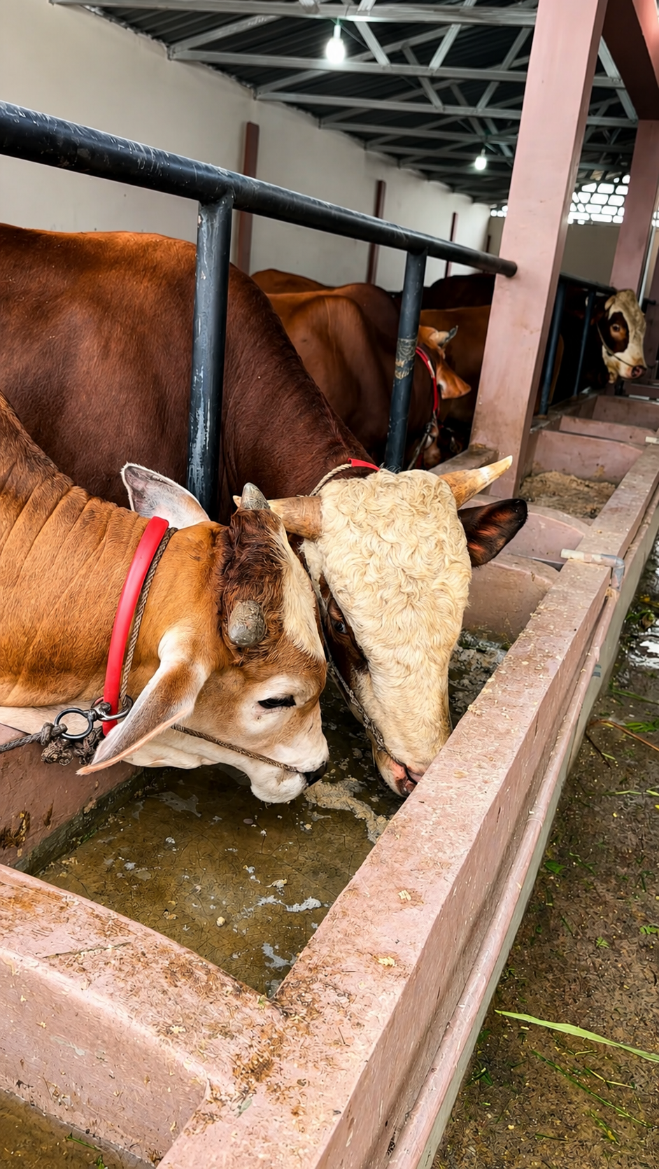 Kandang BMA FARM